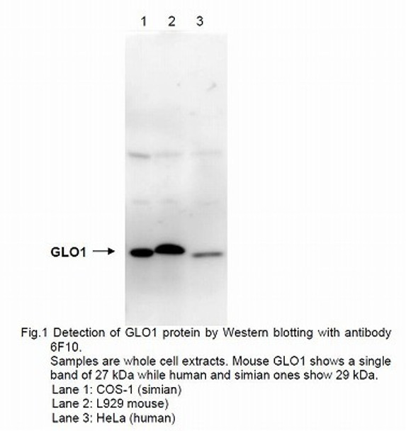 Anti Lactoylglutathione Lyase (GLO1/Glyoxalase I) mAb (Clone 6F10)
