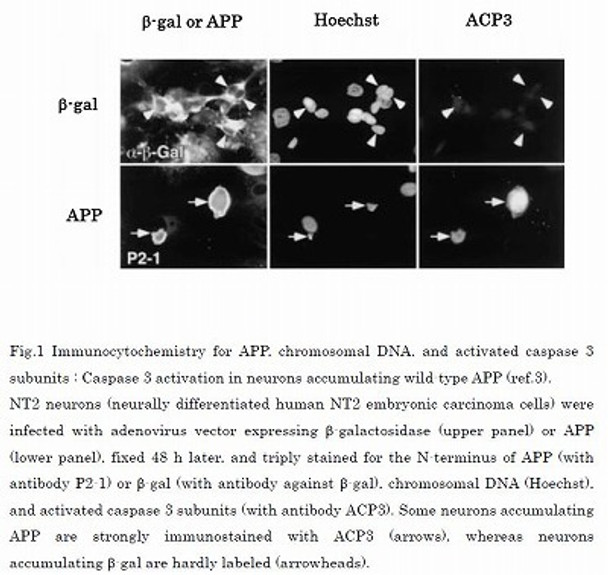 Anti Activated Caspase 3 p20/p17 Subunit pAb (Rabbit, Antiserum)