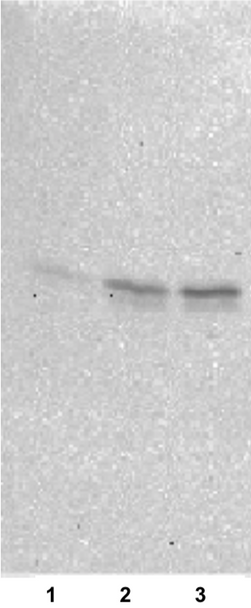 Anti Canine T-Cell Surface Glycoprotein CD3 Epsilon Chain (CD3E) mAb (Clone 1B9-7-1-1)