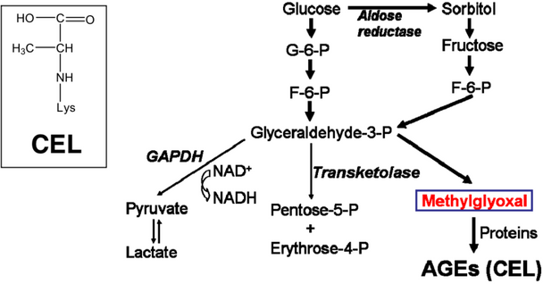 Anti N (Epsilon) - (Carboxyethyl) Lysine (CEL) mAb (Clone CEL-SP)