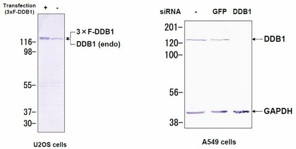 Anti DNA Damage-Binding Protein 1 (DDB1) mAb (Clone 43233-3-1)