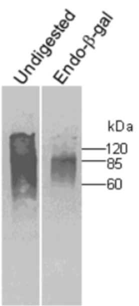Anti Fibromodulin (FM) mAb (Clone 636B12)