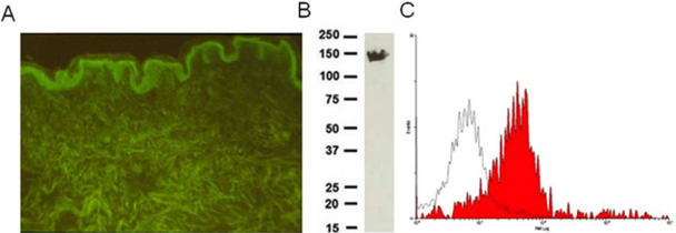 Anti Integrin Alpha-6 (VLA-6) mAb (Clone 537D5)