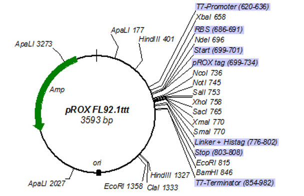 pROX-FL92.1ttt