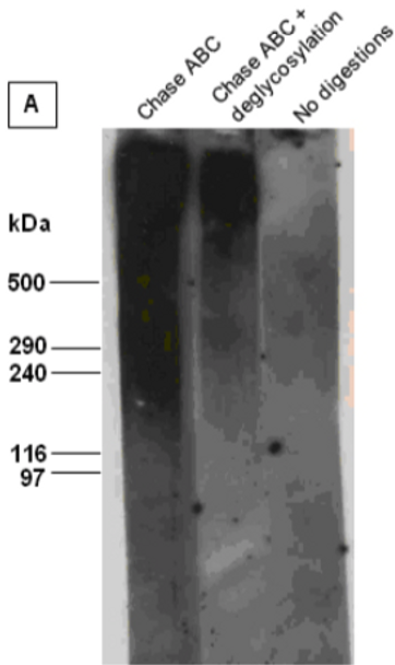Anti Versican Core Protein (Chondroitin Sulfate Proteoglycan 2) mAb (Clone 5C12)