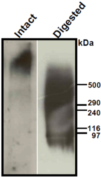 Anti Versican Core Protein (Chondroitin Sulfate Proteoglycan 2) mAb (Clone 6B10)