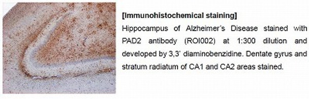 Anti PAD2 pAb