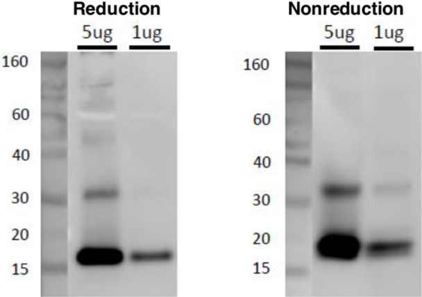 Anti CD81 Antigen (TAPA-1/Tspan-28) mAb (Clone 12C4)