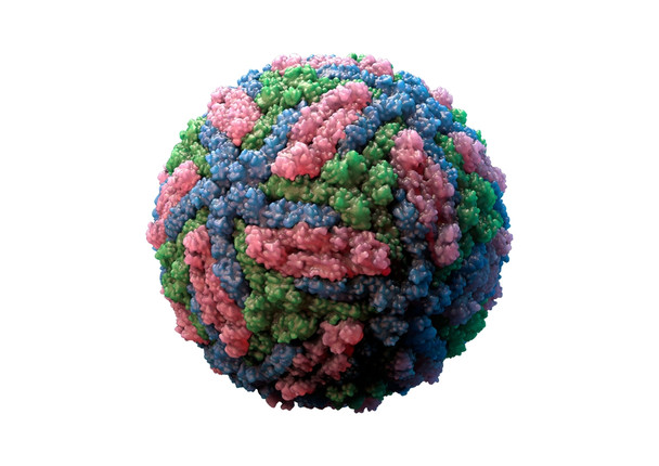 Dengue Virus Serotype 3 DIII Envelope Protein