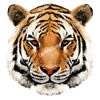 ColorSplash Ultra | Tiger CF 12