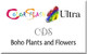 Boho Plants and Flowers