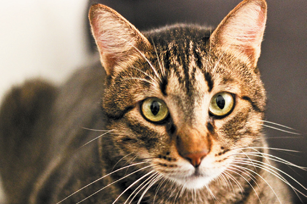 mackerel-tabby-cat.jpg