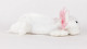 Axolotl MINI Cozy Plush Microwavable Toy
