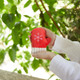 Red Mitten Microwaveable Hand Warmer
