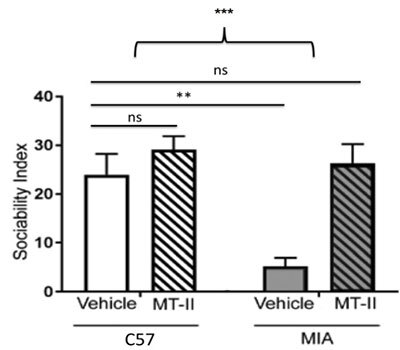 Impact of MT-2 on sociability in rats with ASD (MIA) showing that MT-2 returns sociability ratings to near the baseline of control animals (C57).