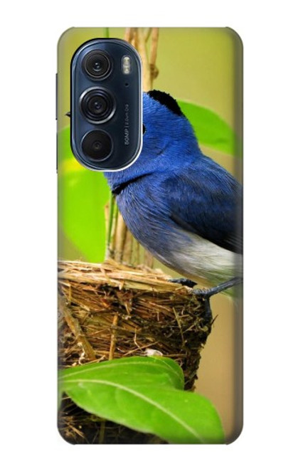 S3839 Oiseau bleu du bonheur Oiseau bleu Etui Coque Housse pour Motorola Edge X30