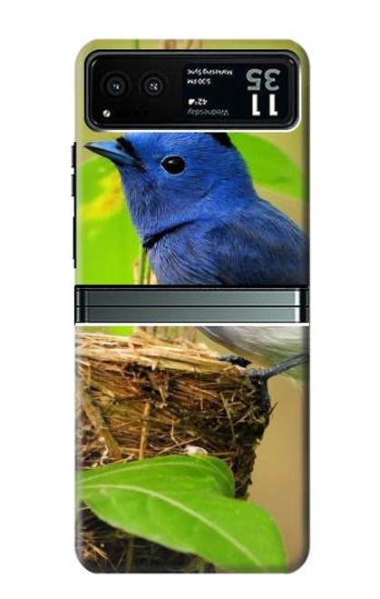 S3839 Oiseau bleu du bonheur Oiseau bleu Etui Coque Housse pour Motorola Razr 40