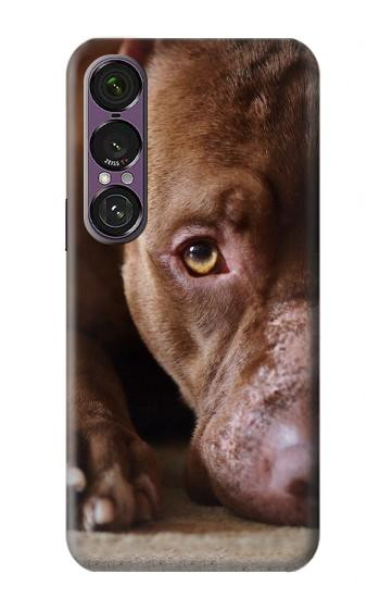 S0519 PitBull Visage Etui Coque Housse pour Sony Xperia 1 VII