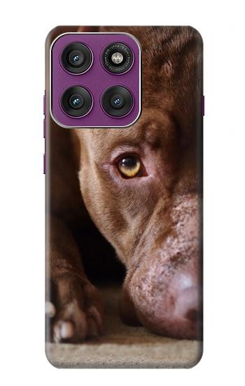 S0519 PitBull Visage Etui Coque Housse pour Motorola Edge 60 Pro