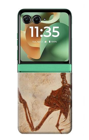 S0379 Fossile de dinosaure Etui Coque Housse pour Motorola Razr 70+,60+, Razr+ (2026, 2025, 2024)