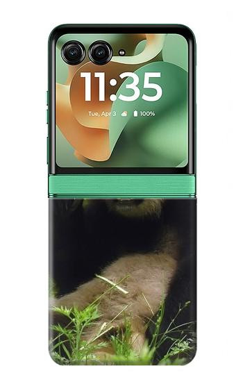 S1073 Panda Prenez plaisir à manger Etui Coque Housse pour Motorola Razr 70+,60+, Razr+ (2026, 2025, 2024)