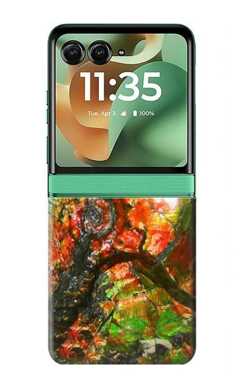 S2694 ammonite Fossile Etui Coque Housse pour Motorola Razr 70+,60+, Razr+ (2026, 2025, 2024)