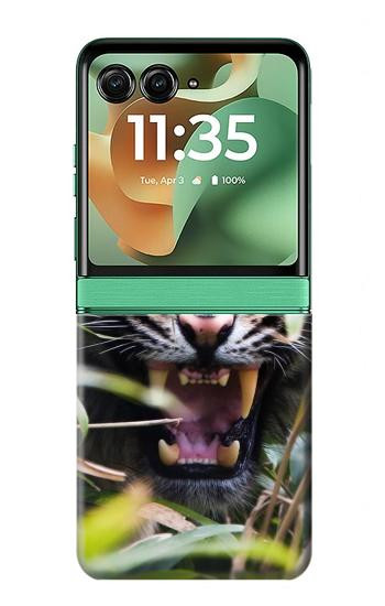 S3838 Tigre du Bengale qui aboie Etui Coque Housse pour Motorola Razr 70+,60+, Razr+ (2026, 2025, 2024)