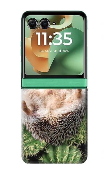 S3863 Peinture hérisson nain hérisson nain Etui Coque Housse pour Motorola Razr 70+,60+, Razr+ (2026, 2025, 2024)