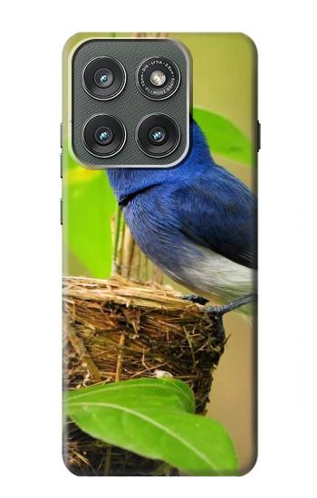 S3839 Oiseau bleu du bonheur Oiseau bleu Etui Coque Housse pour Motorola Edge (2025)
