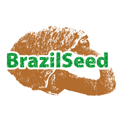 Semilla de Brasil Brazil Seed