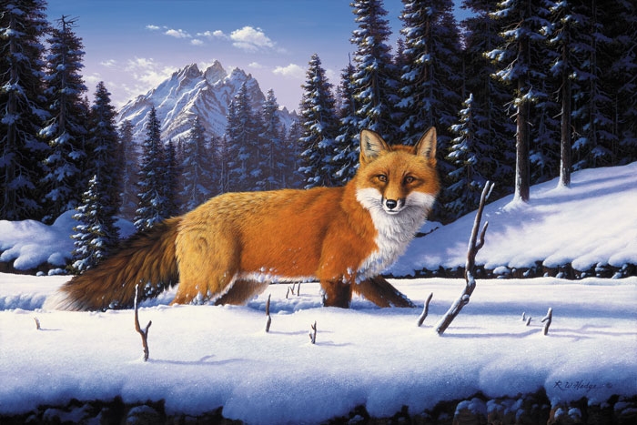Fox Fine Art Prints