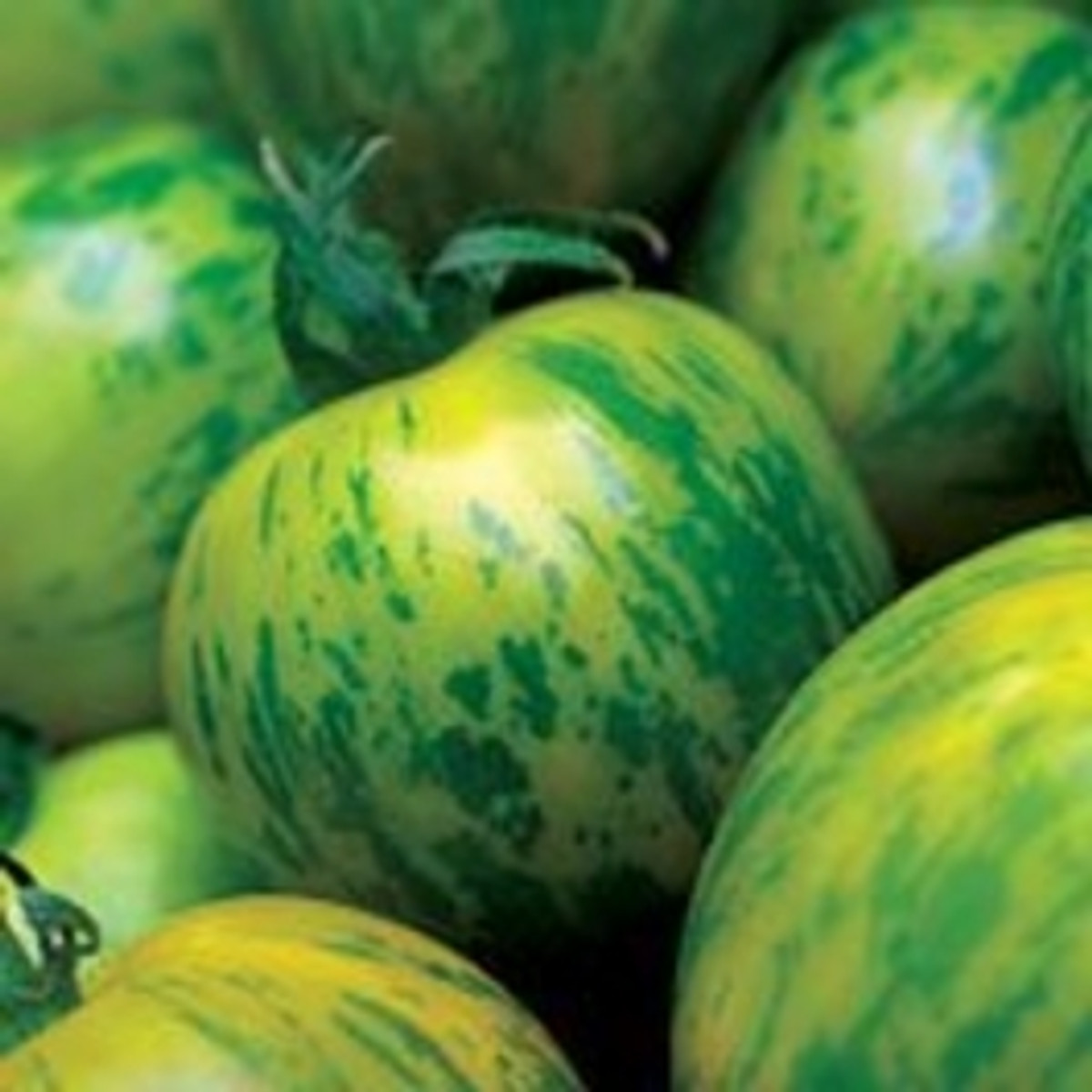 green zebra tomato turning red