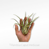Tillandsia Air Plant - Caput medusae