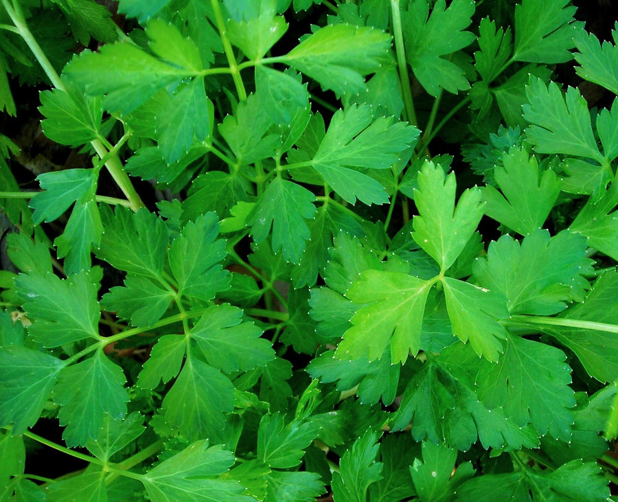Parsley - Dark Green Italian Flat Leaf OG - Seattle Seed Company