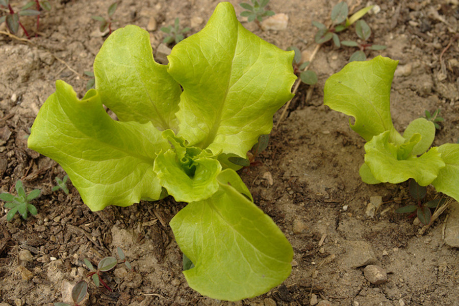 Lettuce - Australian Yellow OG