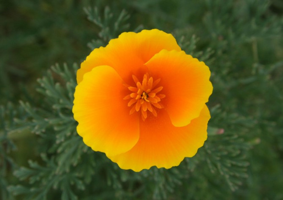 Poppy - California Orange OG