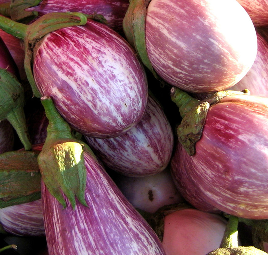 Eggplant - Rosa Bianca OG
