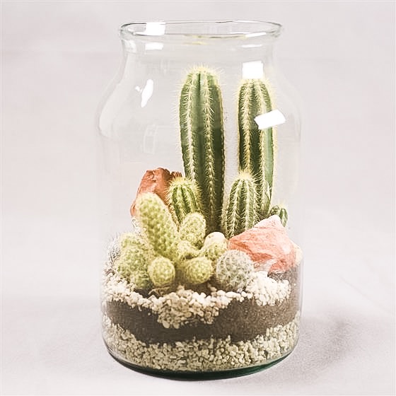 DIY Terrarium Kit by Seattle Seed Co. – Mochi Kids