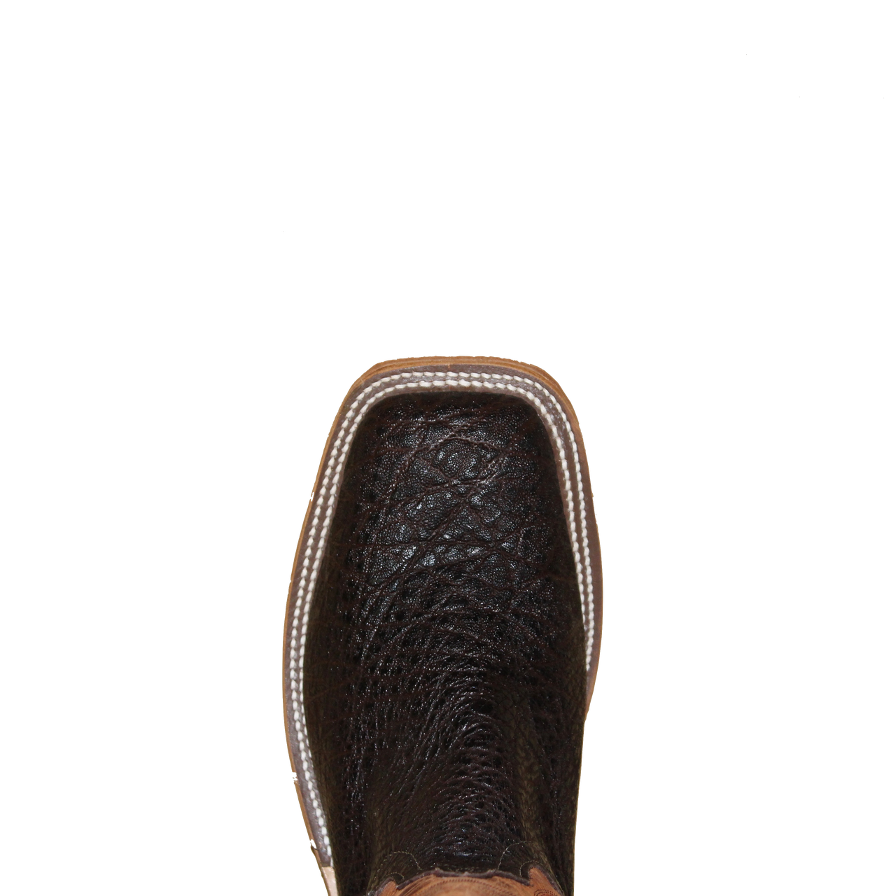 anderson bean elephant