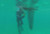 Inflatable Dive Board