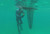 Diver in wetsuit holding inflatable dive board underwater in turquoise water, board visible below