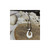 Maori carved fish hook pendant with white cord displayed on wooden and shell background