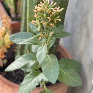 Healer Training Update 7-14-20