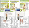 Posture assessment forms and flyers