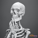 Revolutionize Your Chiropractic Practice: The Power of Posture Assessments for Patients' Well-being