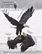 Gavotte Goes Up (from Convocation Suite) [HL:349758]