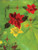 Greeting Cards: Poinsettias with Staff (Pack of 12) [Alf:44-4441PK]