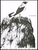 Catalogue Of Birds, For Piano (volume 2) [HL:48182063]