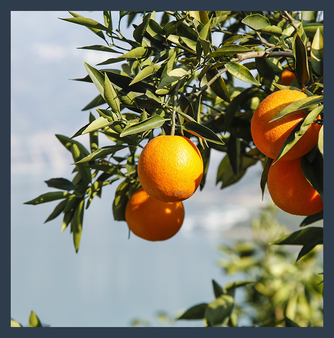 Fukumoto Orange