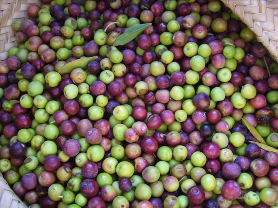 ARBEQUINA p270.8